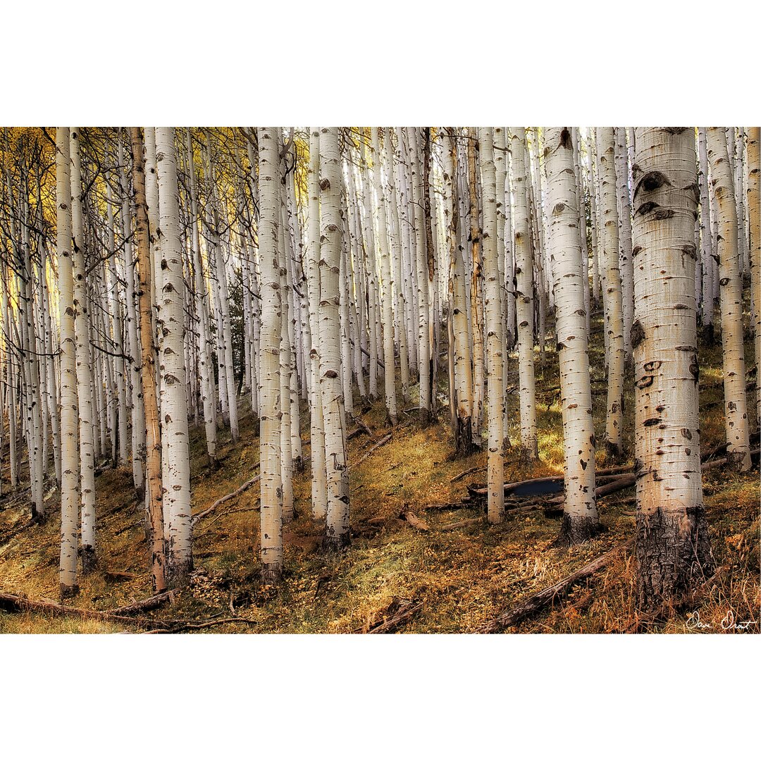 Leinwandbild Aspen Woods von David Drost