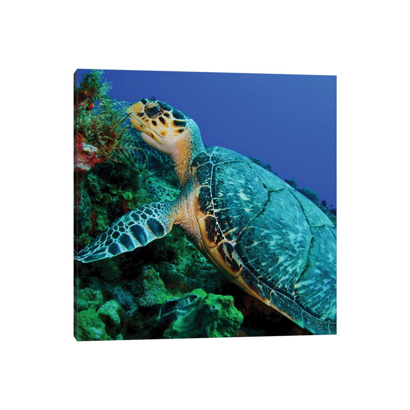 A Feeding Hawksbill Sea Turtle In Cozumel, Mexico by Brent Barnes - Wrapped Canvas Print, 30.48 cm H x 30.48 cm W
