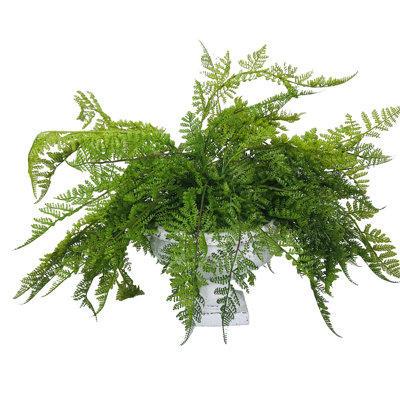 Fern Arrangement