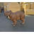 Capybara Mama Life Size Statue