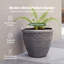 Planter-1948601842