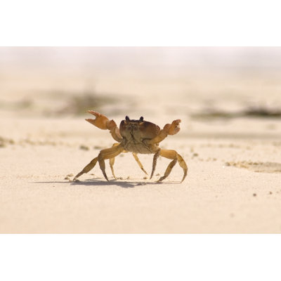 " Crab Dance " by Hbmkmurphy
