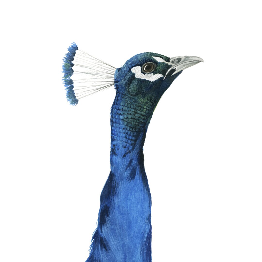 Leinwandbild Peacock Portrait I