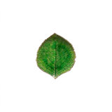 Riviera Hydrangea Leaf