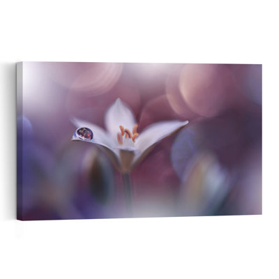 Delicate Dewdrop Flower Delicate Elegant Ethereal Flower Nature Wall Art Print by Juliana Nan - Print