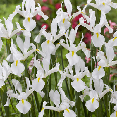 Van Zyverden Dutch Iris White Van Vliet Set of 25 Bulbs