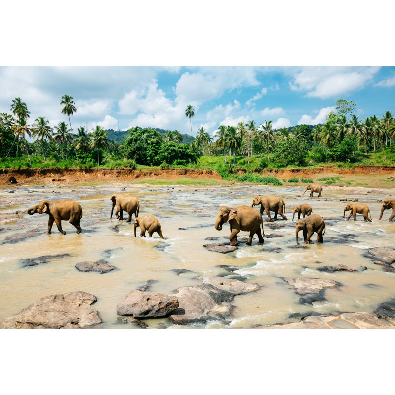 Pinnawala Elephant Orphanage - Wrapped Canvas Print, 51cm H x 76cm W