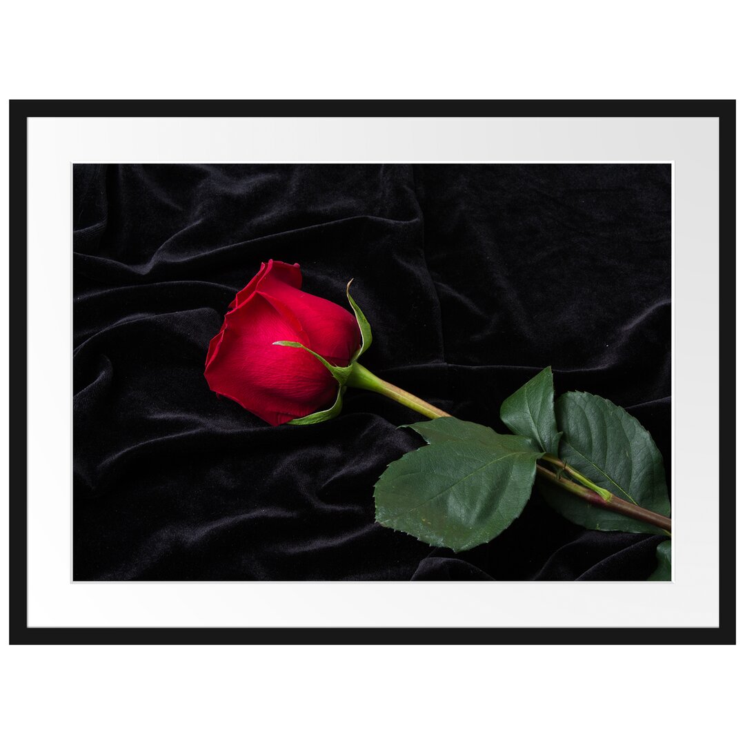 Gerahmtes Poster Rose