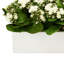Kalanchoe Arrangement in Fiberstone Planter-1624349388-1646607056