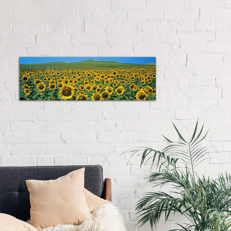 Sunflower Field Andalucia Spain - Wrapped Canvas Panoramic Print, 121.92 cm H x 40.64 cm W x 1.91 cm D