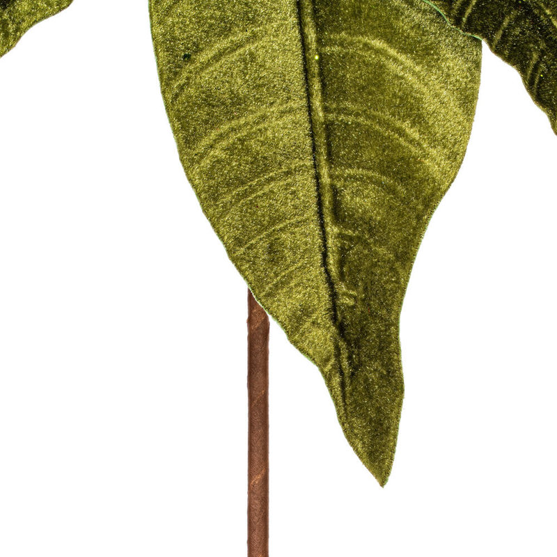 Tiges de poinsettia Clementina, Lime
