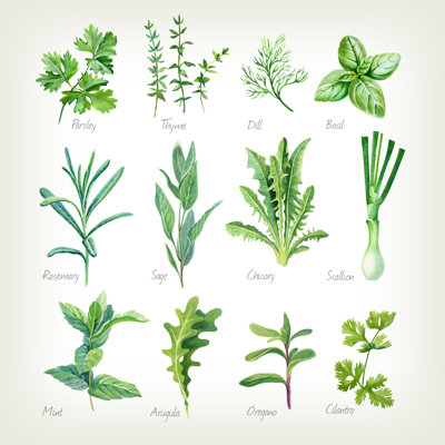 " Culinary Herbs Collection Watercolor " by Olgaserova Painting Print