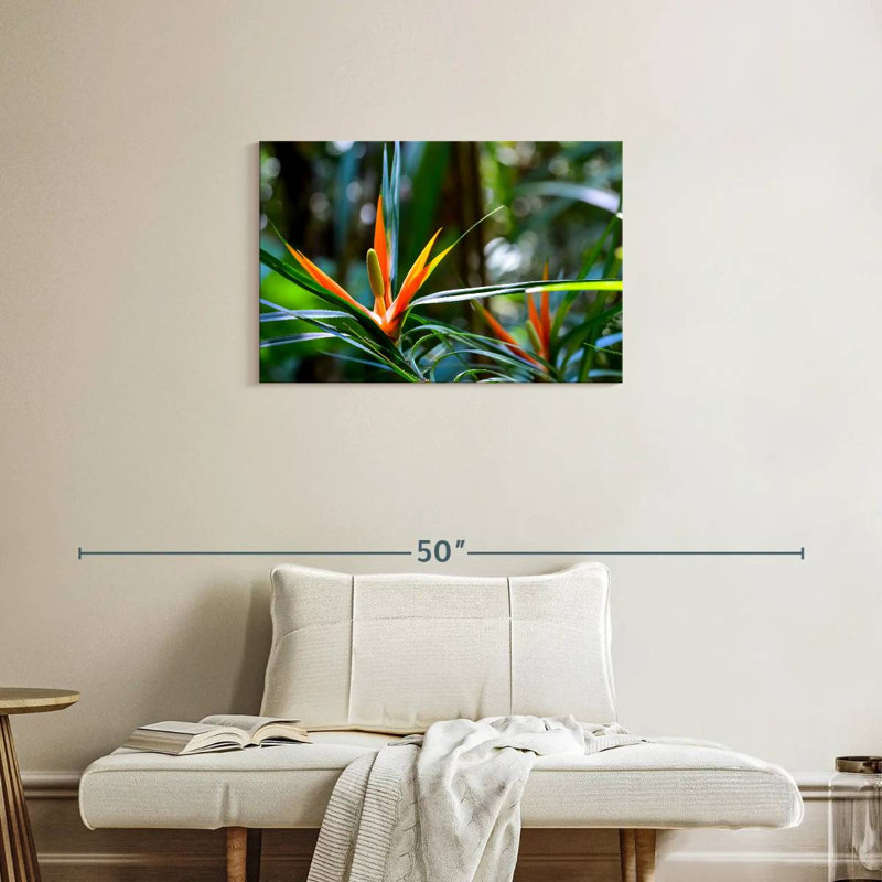 Harnek, oiseaux tropicaux du paradis