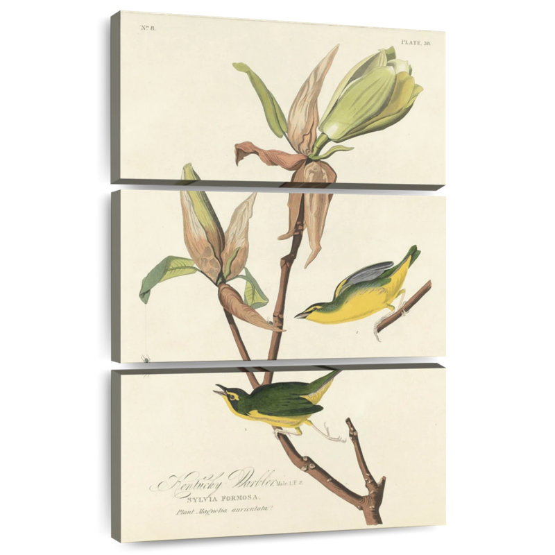 Brampt Kentucky Warbler, 32" H x 20" W