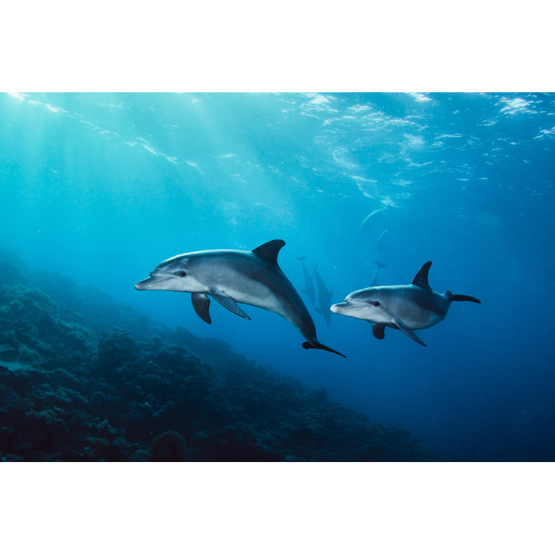 Crimmins Dolphins In The Sea - Wrapped Canvas Print, 30cm H x 46cm W x 3.8cm D