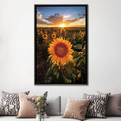 «Sunset Sky Over Sunset Flower Field In Colorado», reproduction d'art sur toile encadrée