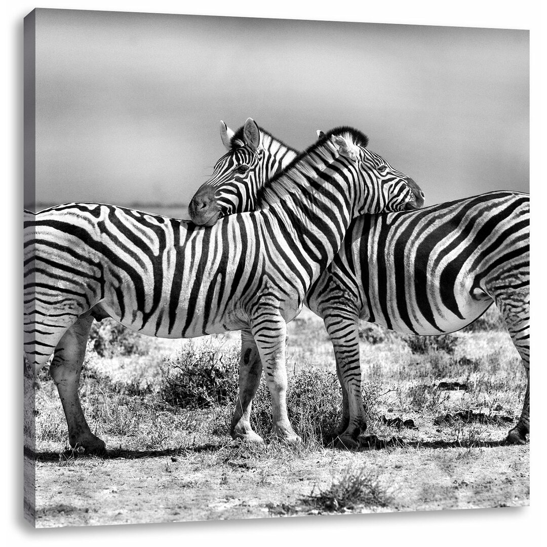 Leinwandbild Schmusende Zebras