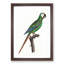 A Blue-Winged Macaw Parrot by F. Levaillant - Framed Print-55457368-55457372