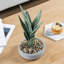 30cm Faux Snake Plant (Sansevieria) Plant in Concrete Planter