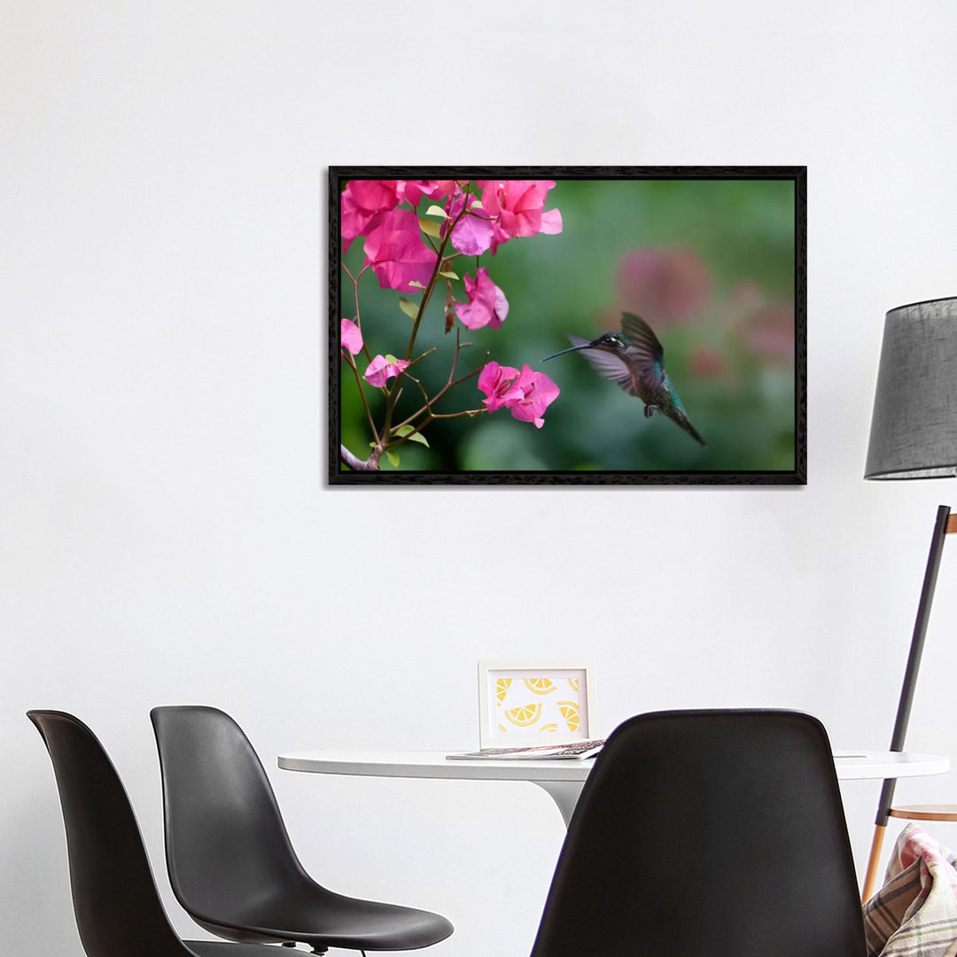 Magnificent Hummingbird Female Feeding At Flower, Costa Rica von Tim Fitzharris - Gallery-Wrapped Canvas Giclée on Canva...