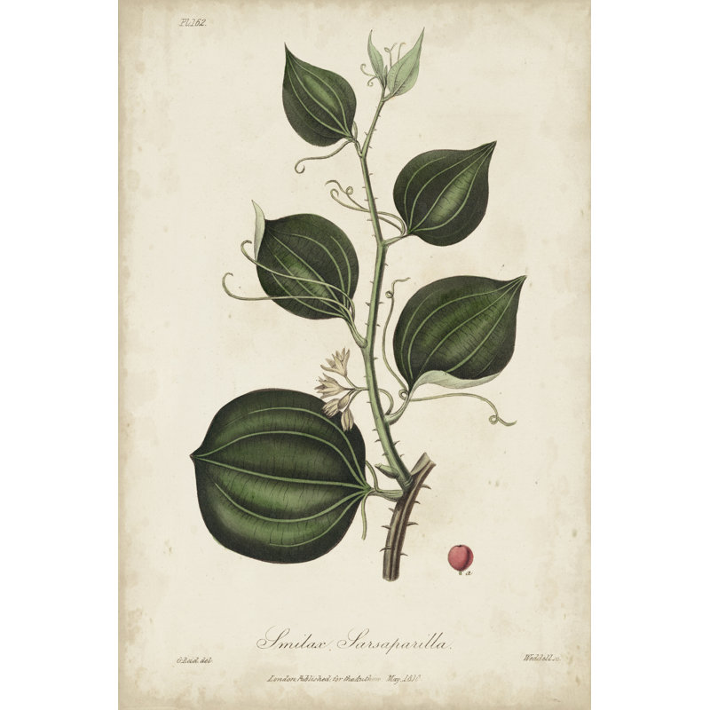 Medicinal Botany I by Churchill - Painting, Wrapped Canvas, 46 cm H x 30 cm W