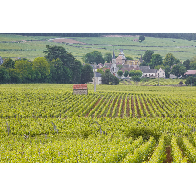 Beaune Vineyards 1 Piece Wrapped Canvas Wall Art, 30cm H x 46cm W