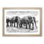 Elephants in Sri Lanka - Framed Print-56841832-56841833