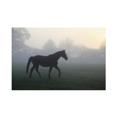 Misty Paddock Print by Bill Philip