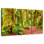 Mossy Hoh Rainforest Trees