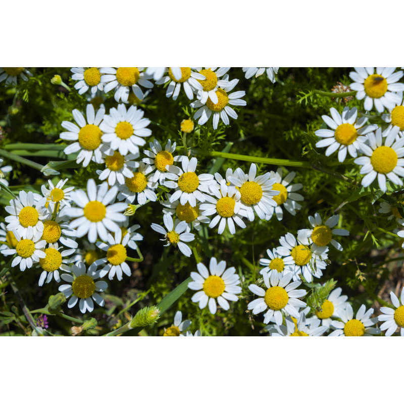 Fleurs de marguerite par Mahiruysal, H 12 po x l 18 po