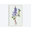 « salvia miltiorrhiza i », reproduction d’impression sur toile-29482832-73578166-73578171