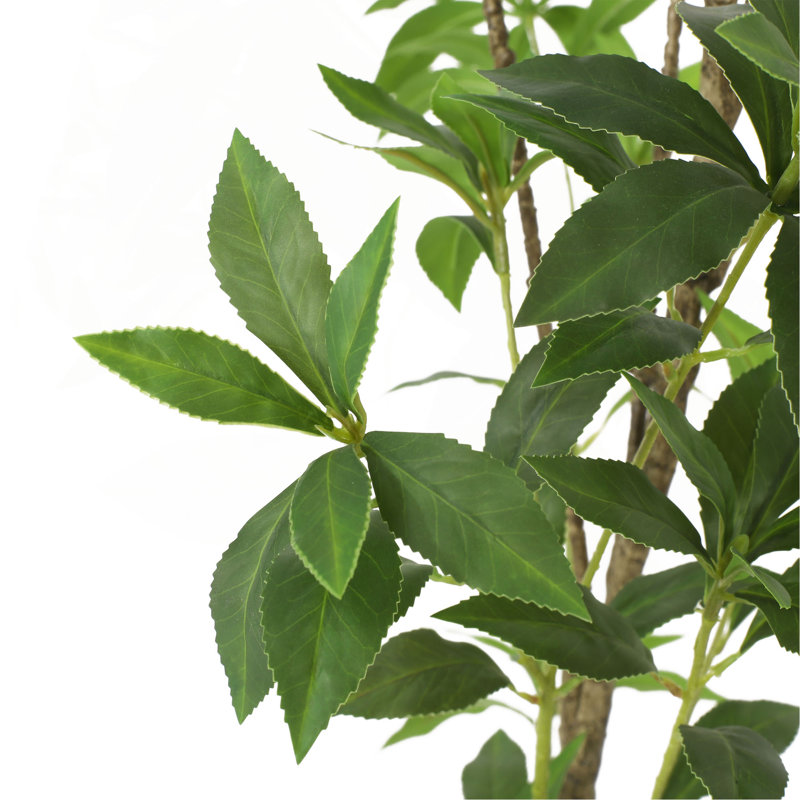 Pieris artificiel, 47,2 po x 19,7 po