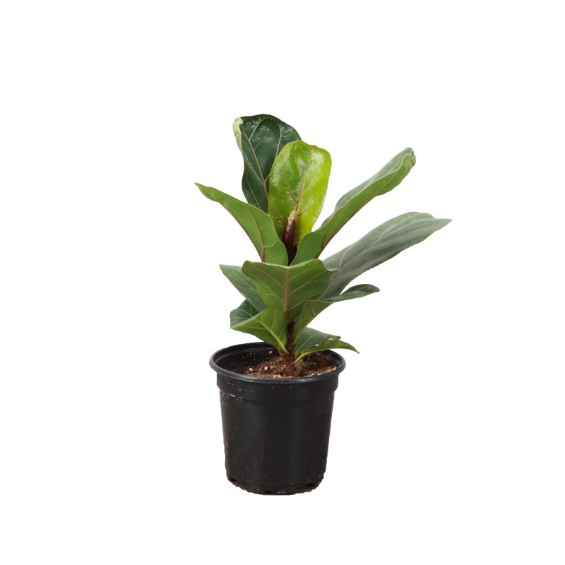 Live Fiddle Leaf Fig Plant