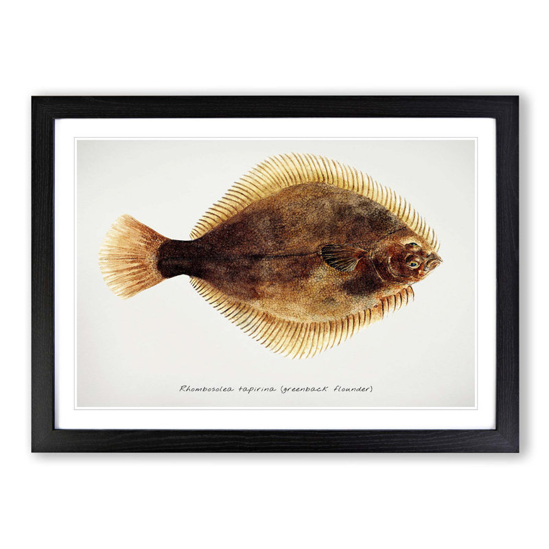 Illustration of a Greenback Flounder Fish by F.E. Clarke - Picture Frame Painting Print, 27cm H x 36cm W x 2cm D