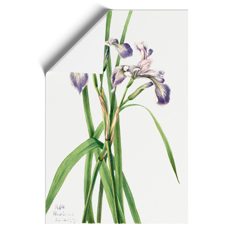 Blueflag Iris by Mary Vaux Walcott - No Frame Painting, 59cm H x 42cm W x 0.1cm D