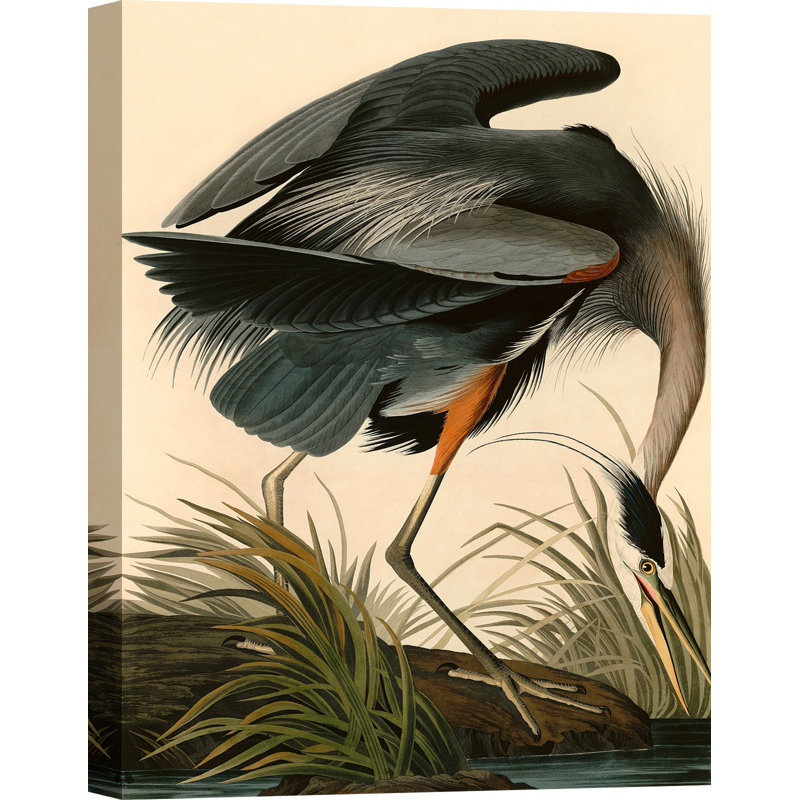Great Blue Heron by John Audubon - Wrapped Canvas Painting, 100cm H x 70cm W x 4cm D