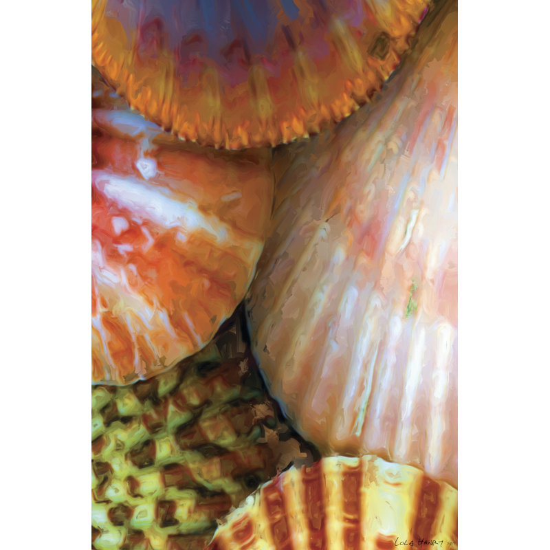Shell Extraction III - Wrapped Canvas Print, 46cm H x 30cm W x 3.8cm D
