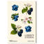 «Berries and Blooms I», impression sur toile par Art Remedy-116260955-116260950