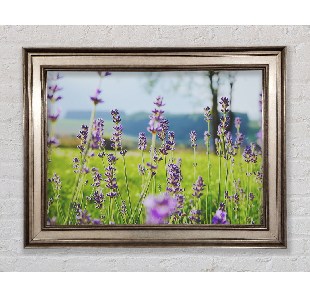 Tiny Flowers Suspended Above The Grass - Einzelne Bilderrahmen Kunstdrucke