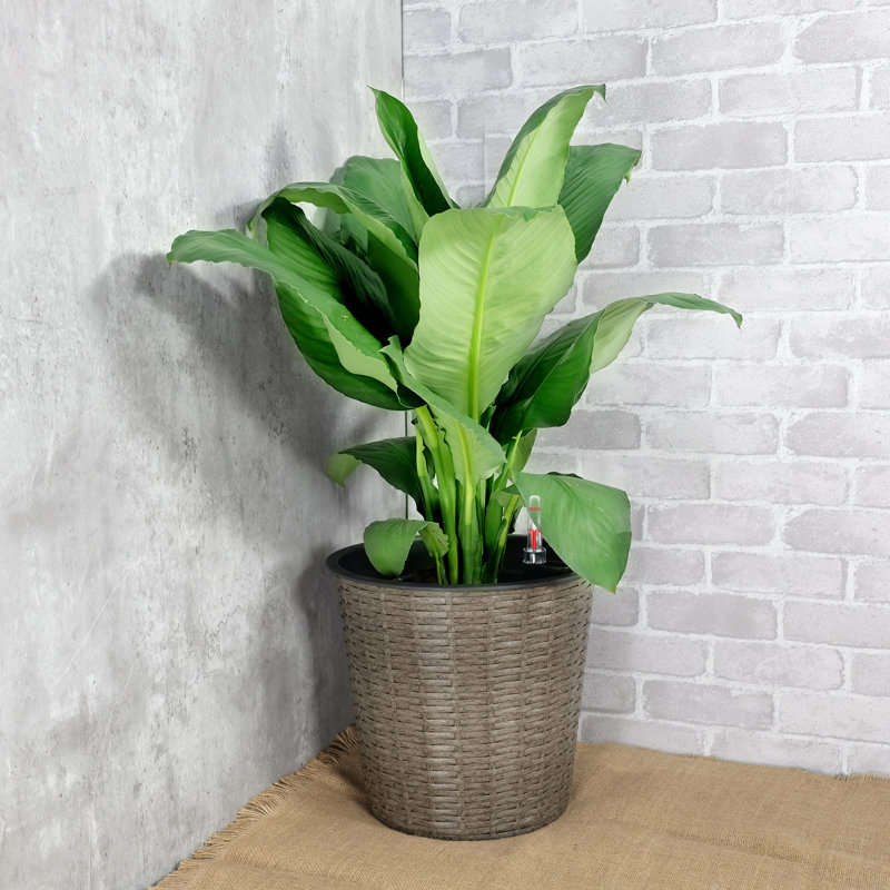 2-Pack Self-Watering Wicker Decor Planter