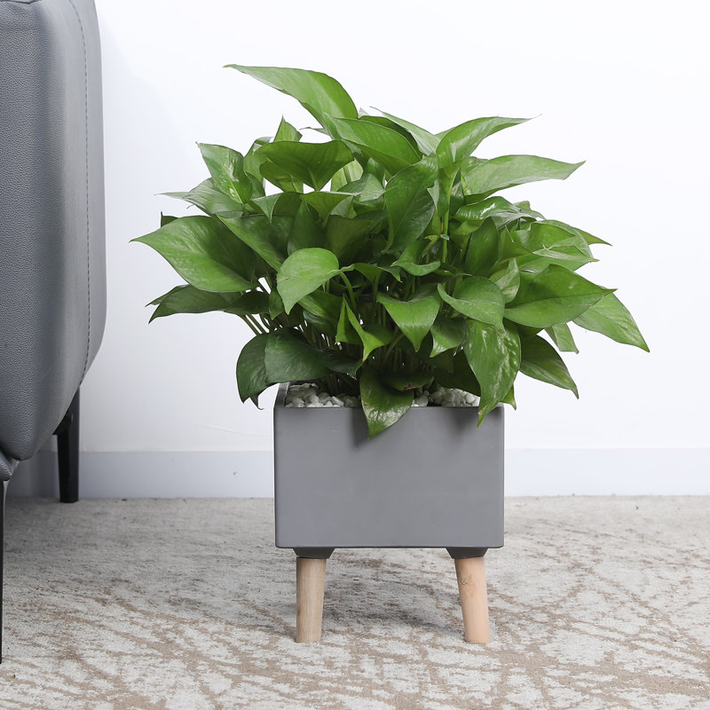 Boîte à fleurs surélevée en ciment pour l'intérieur
