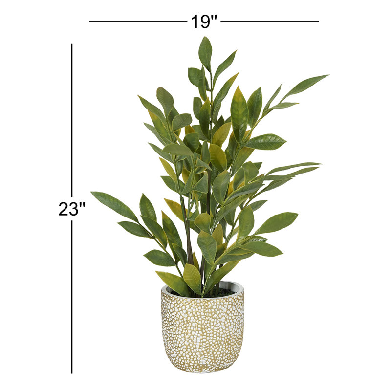 Ficus en pot de ciment