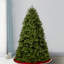Arbre de Noël épinette Newberry-110284187