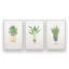 Présentoir à plantes, lot de 3 impressions-912982757-912982760-912982766