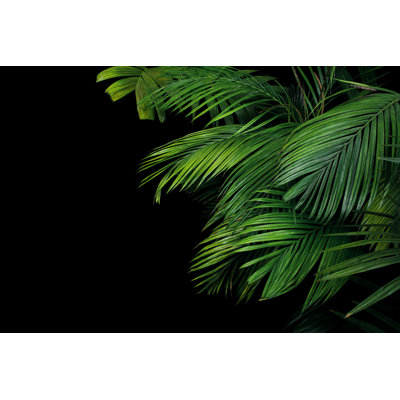 Palm Leaves, The Tropical Plant Growing In Wild On Black Background by Chansom Pantip - Wrapped Canvas Print
