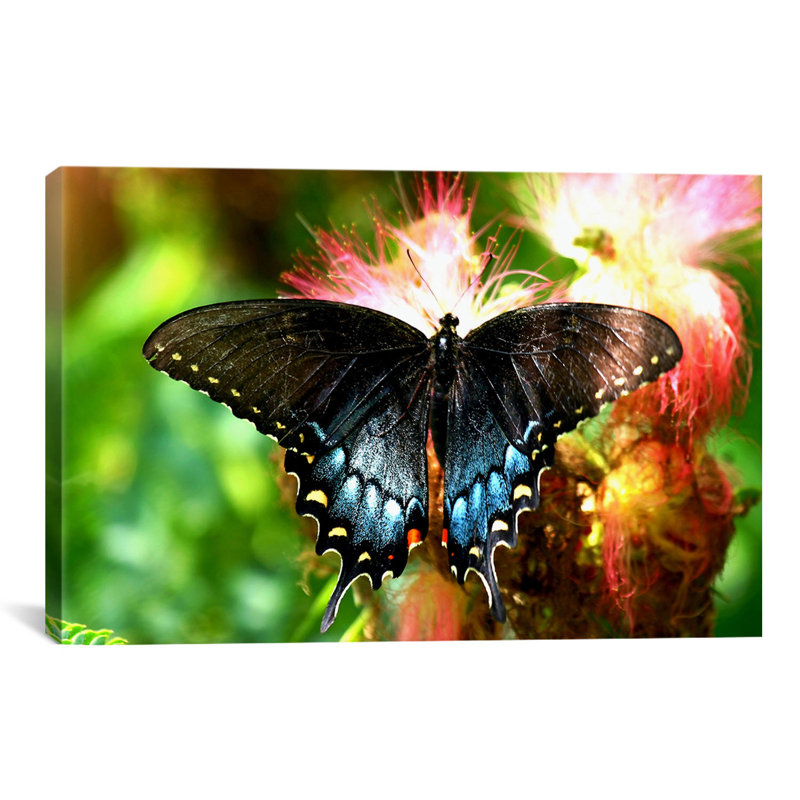 « machaon papillon », photographie sur toile, H 8 po x l 12 po x P 0,75 po, Toile tendue