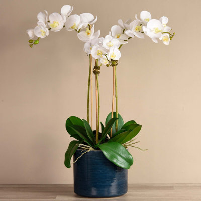 Orchid Arrangement