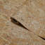 Papier peint éco texturé Real Natural Cork