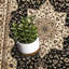 Oriental Area Rug-84895618