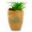 6'' Plant